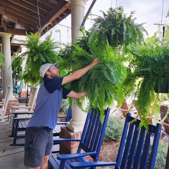 Artificial Boston Fern with UV-Stable Fronds and 18 Bendable Stems, Indoor or Patio