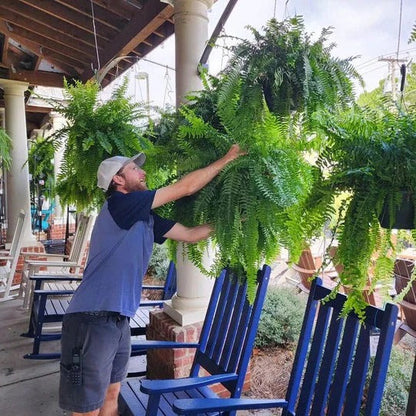 Artificial Boston Fern with UV-Stable Fronds and 18 Bendable Stems, Indoor or Patio