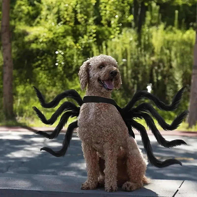 Spider Costume for Cats and Dogs with Adjustable Straps, Lightweight Design, Photo-Ready Zolana