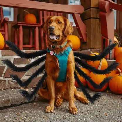 Spider Costume for Cats and Dogs with Adjustable Straps, Lightweight Design, Photo-Ready Zolana