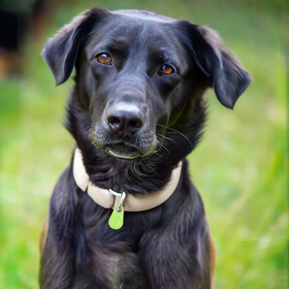 Bluetooth Pet Tracker with Real-Time Location and Proximity Alerts, Water Resistant Zolana